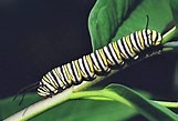 Monarch Caterpillar