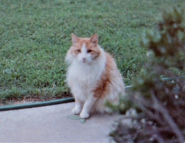 TaffyThe Majestic Watch-Cat